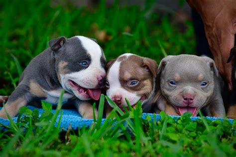 Tri color pocket bully puppy - CHOCOLATE TRI COLOR POCKET BULLY- INTRODUCING "KING V" Previous Next . Date. August 15 2019. Written By. Texas Size Bullies. Comments. 0 Comments. ... Ultimate Guide to Choosing a Puppy: Understanding the Breeder’s Selection Process Posted on August 12 2023;